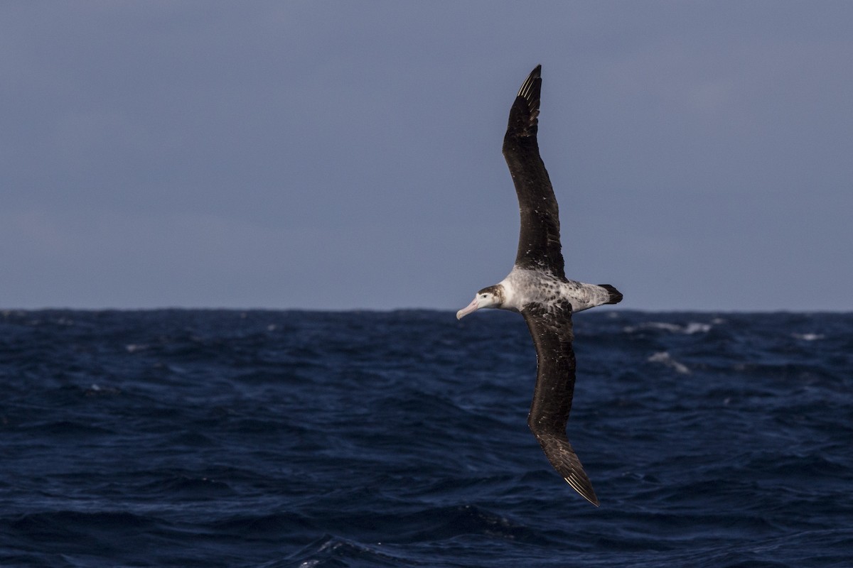 Antipodean Albatross (New Zealand) - Oscar Thomas