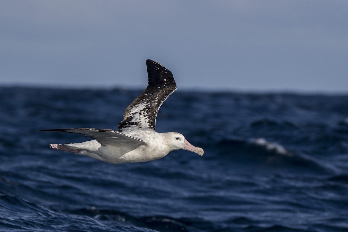 Snowy/Tristan/Antipodean Albatross - Oscar Thomas