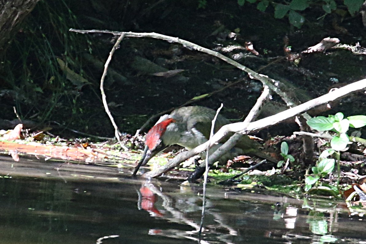 Eurasian Green Woodpecker (Eurasian) - Leith Woodall