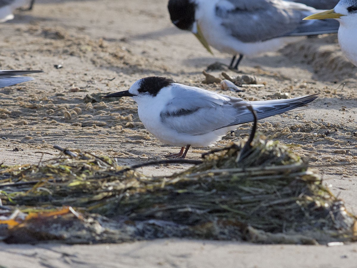 White-fronted Tern - ML106810601