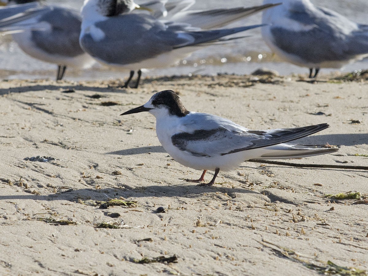 White-fronted Tern - ML106810611
