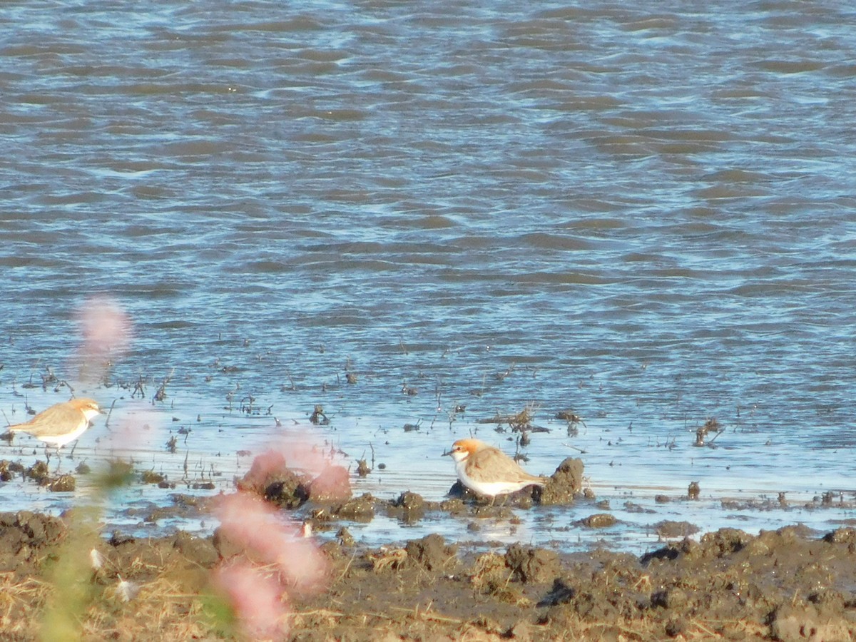Red-capped Plover - ML106810901