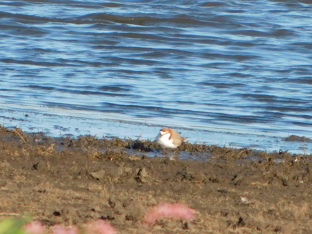 Red-capped Plover - ML106810911