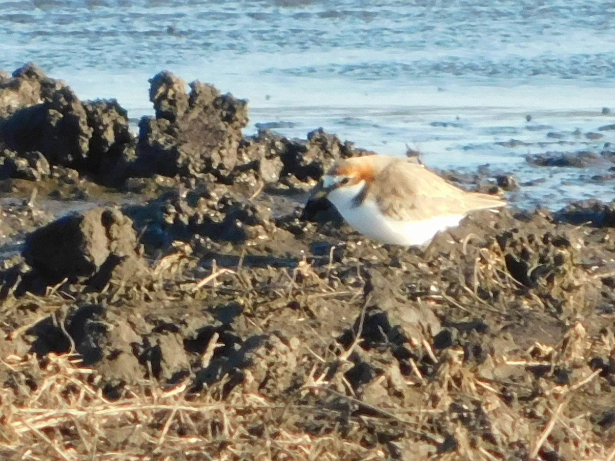 Red-capped Plover - ML106810931