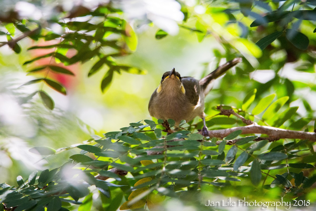 Yellow-spotted Honeyeater - Jan Lile