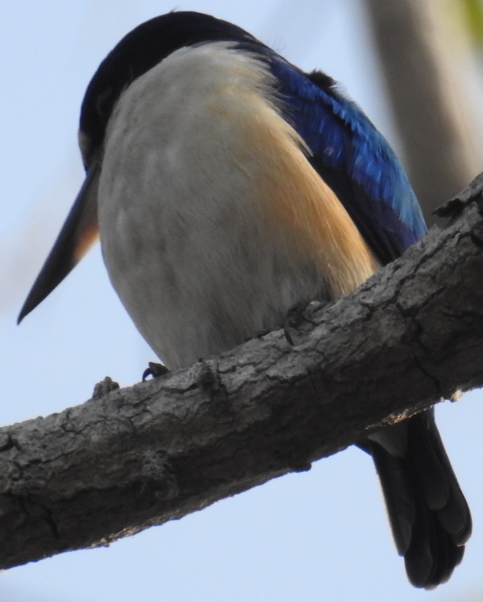 Forest Kingfisher - ML106813141