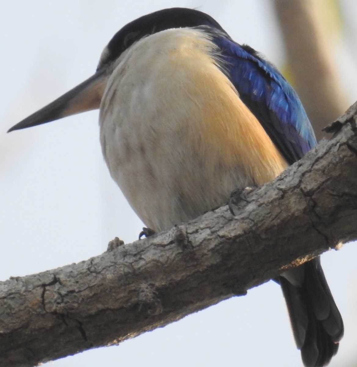 Forest Kingfisher - ML106813151