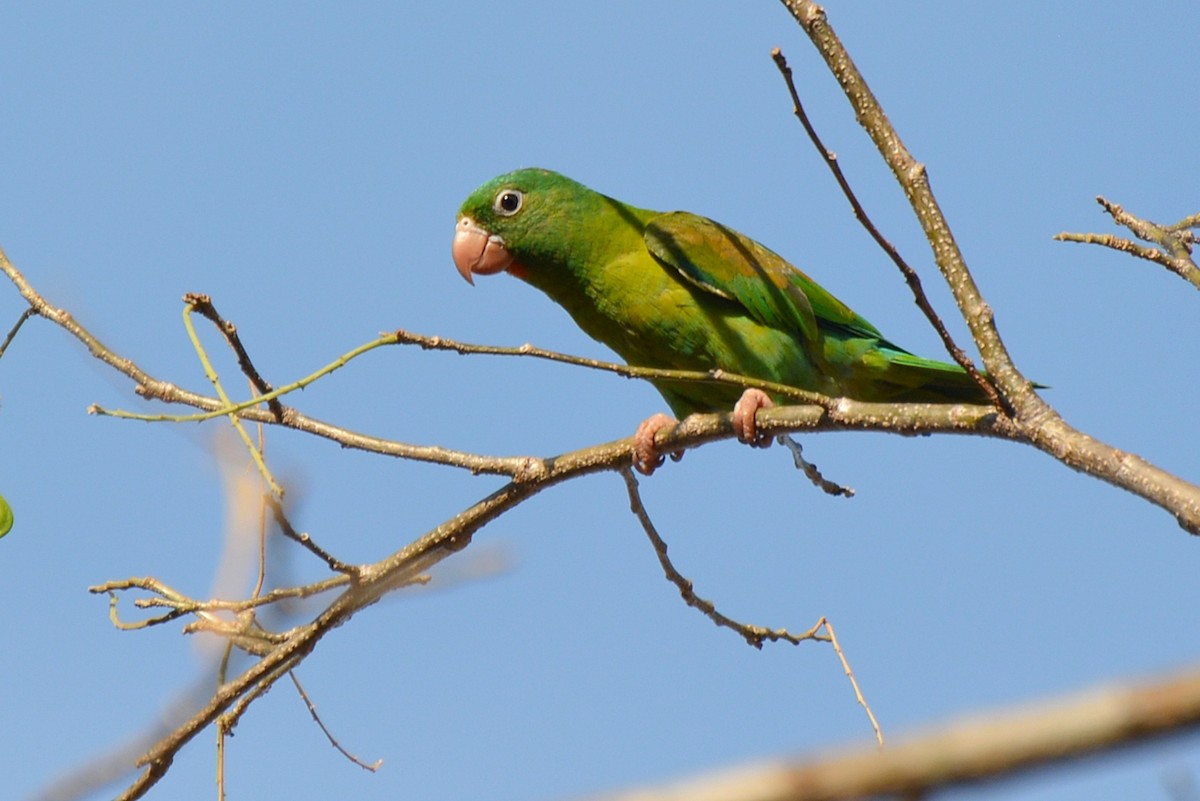 Orange-chinned Parakeet - Henry Cook