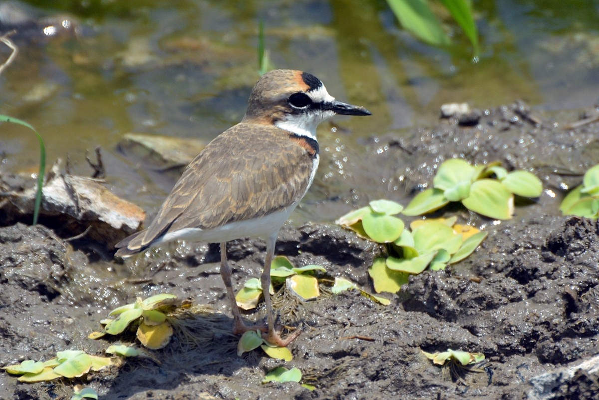 Collared Plover - ML106813281