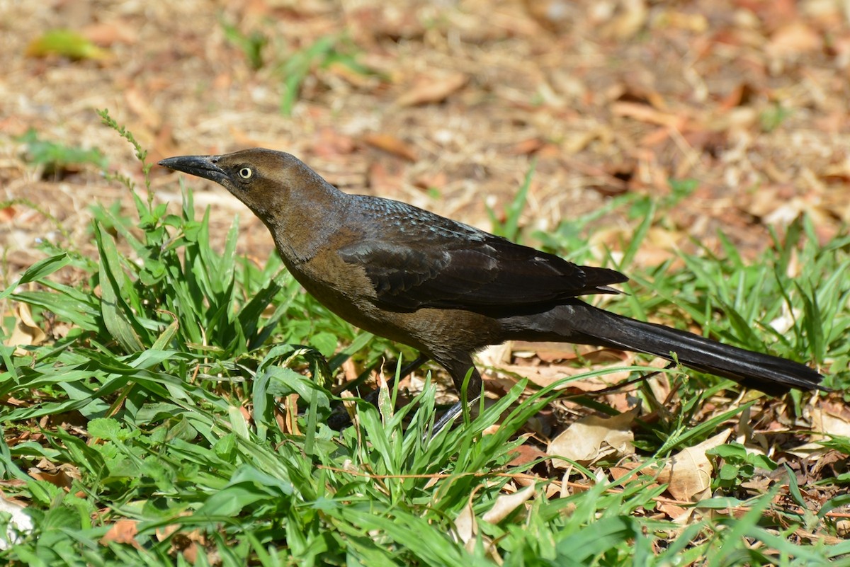 Great-tailed Grackle - ML106813331