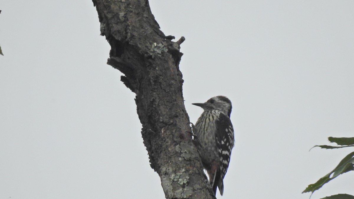Fulvous-breasted Woodpecker - Sitendu Goswami