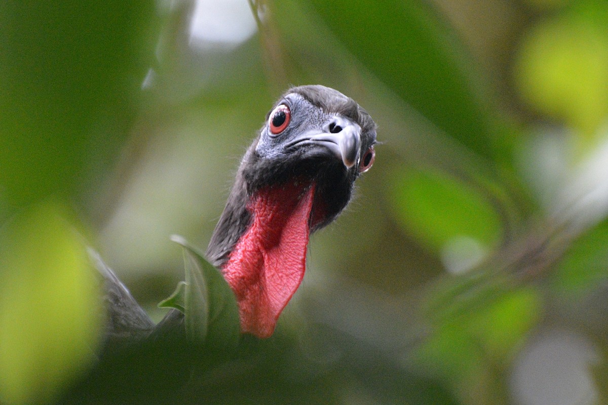 Crested Guan - ML106813821