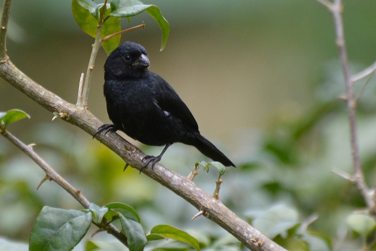 Variable Seedeater - ML106813971