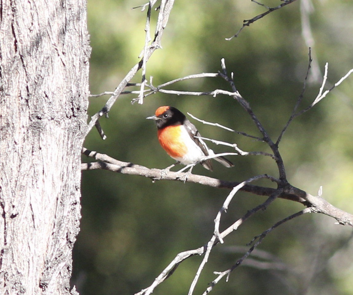 Red-capped Robin - ML106814151