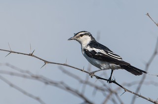  - White-shouldered Triller