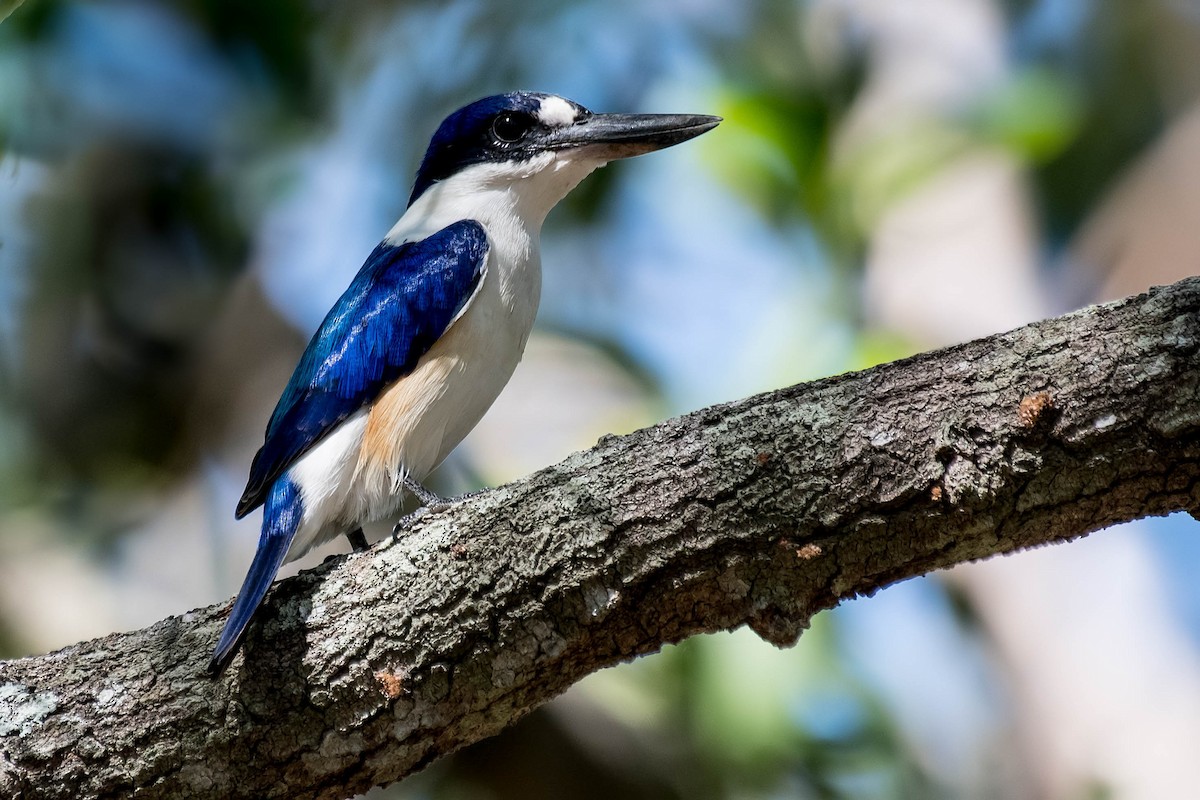 Forest Kingfisher - ML106815901