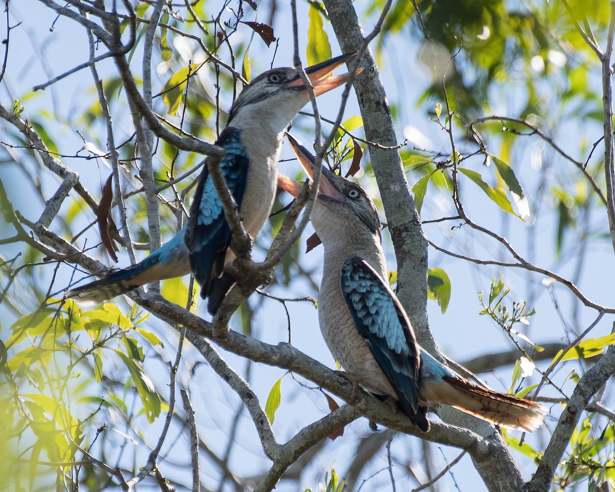 Blue-winged Kookaburra - Terence Alexander
