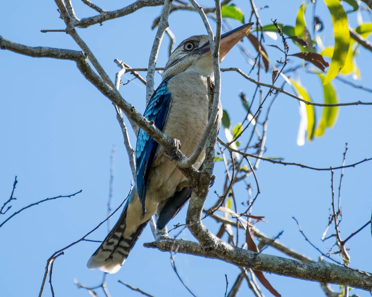 Blue-winged Kookaburra - ML106816021
