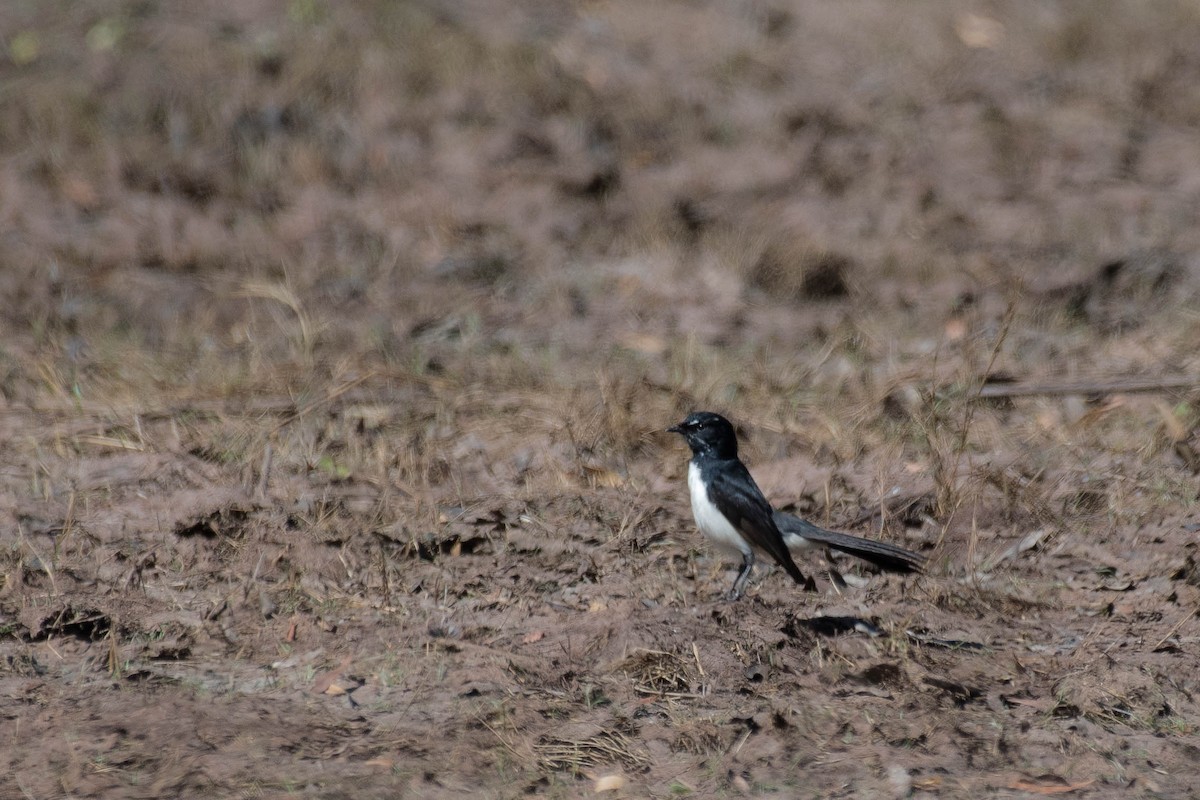 Willie-wagtail - ML106816301