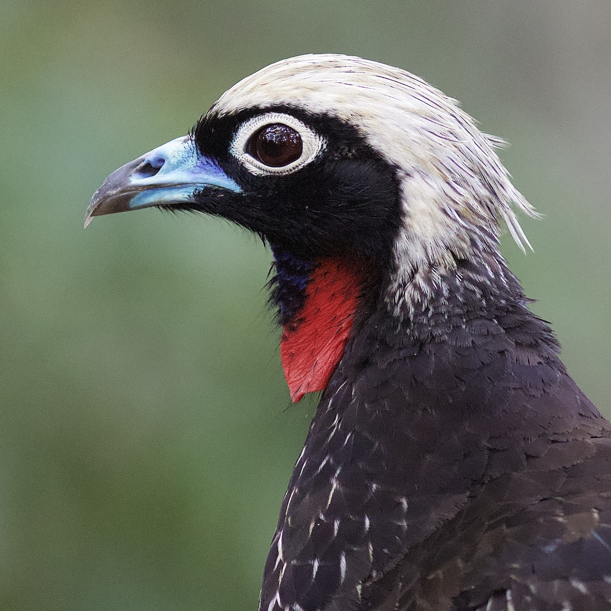 Black-fronted Piping-Guan - ML106818891