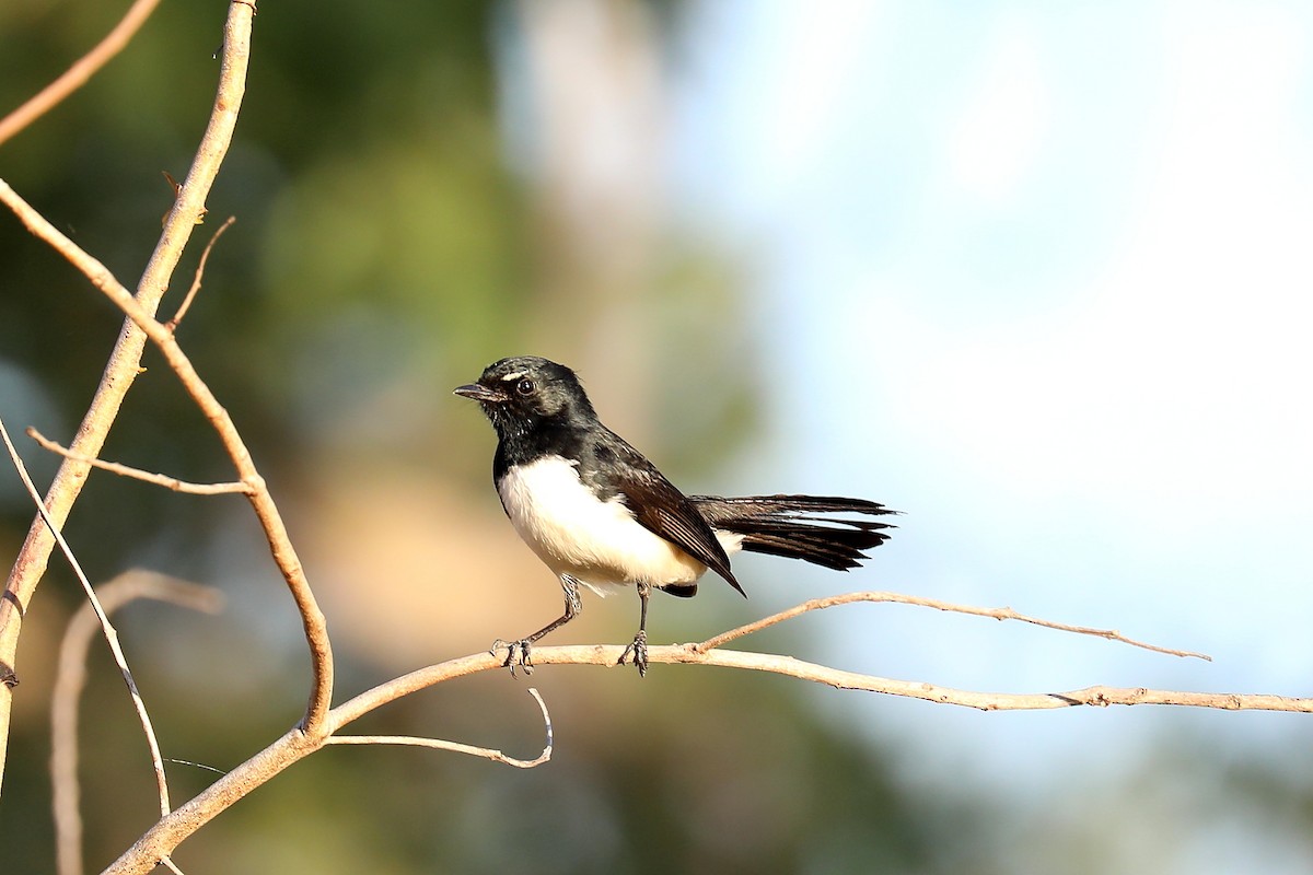 Willie-wagtail - Peter Kyne