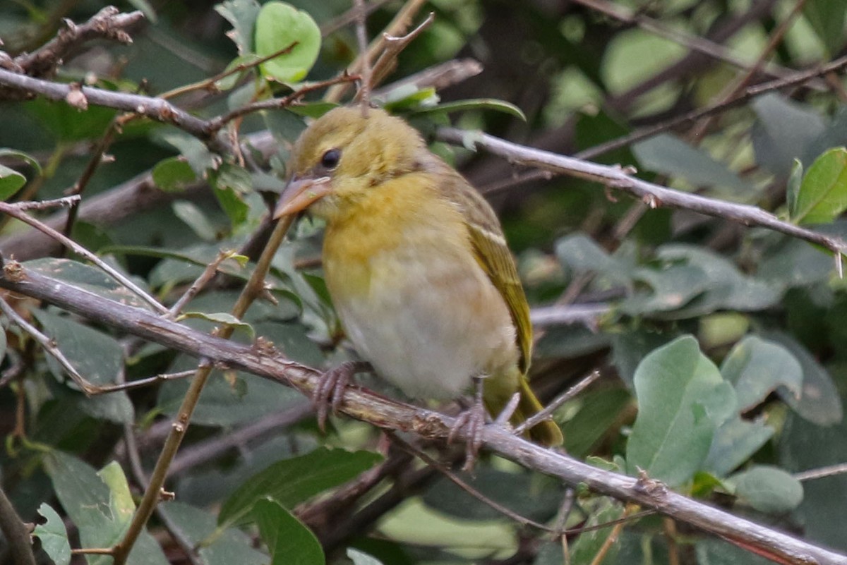 White-bellied Canary - ML106822781