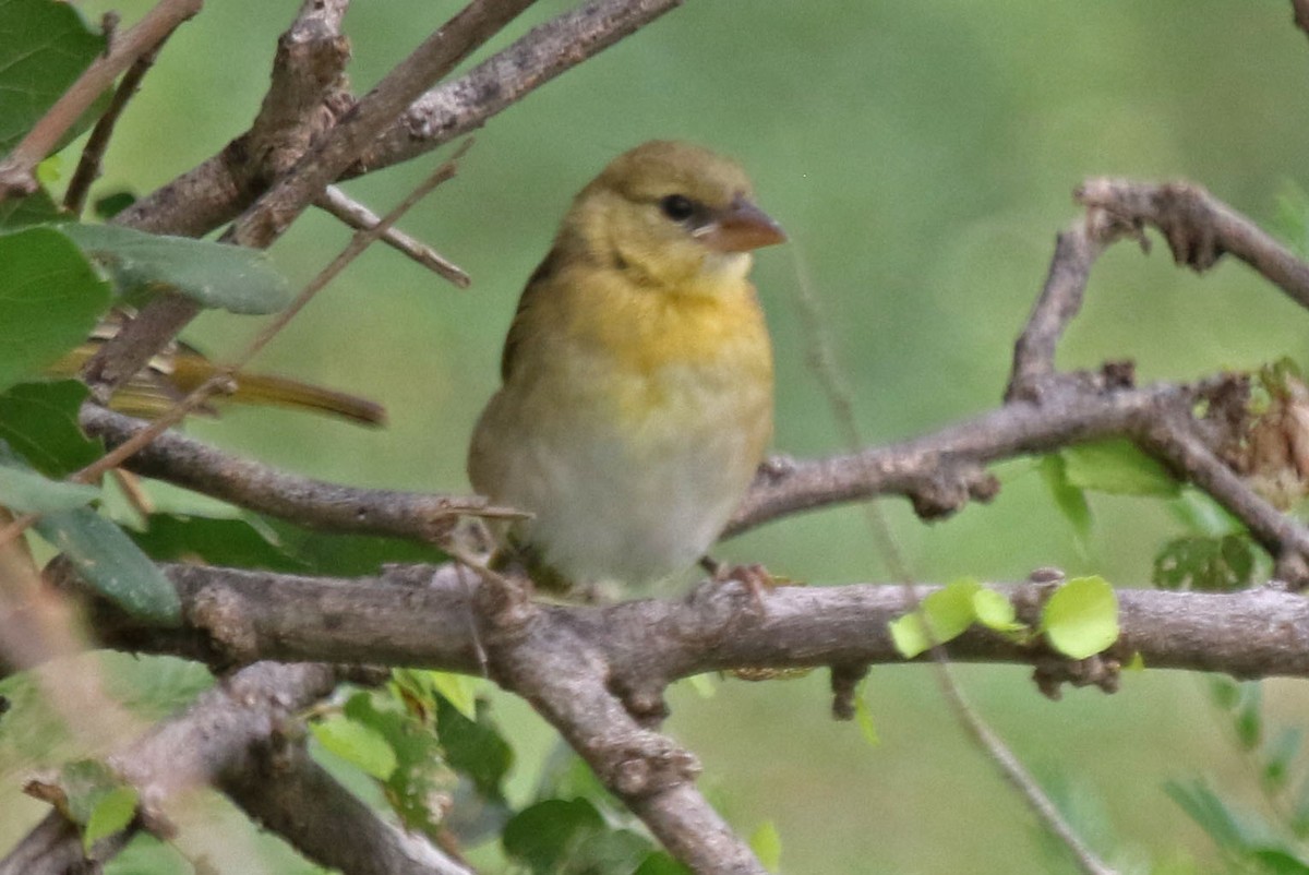 White-bellied Canary - ML106822791