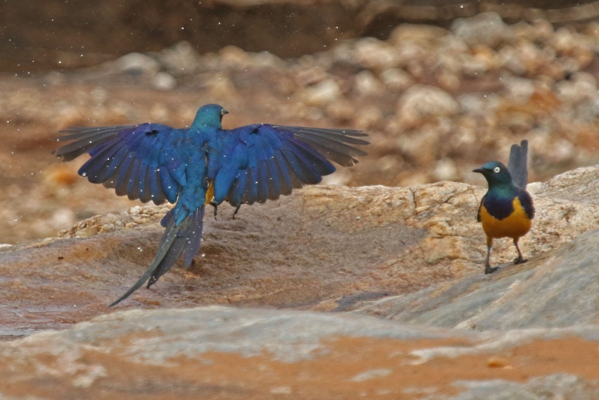 Golden-breasted Starling - ML106825841