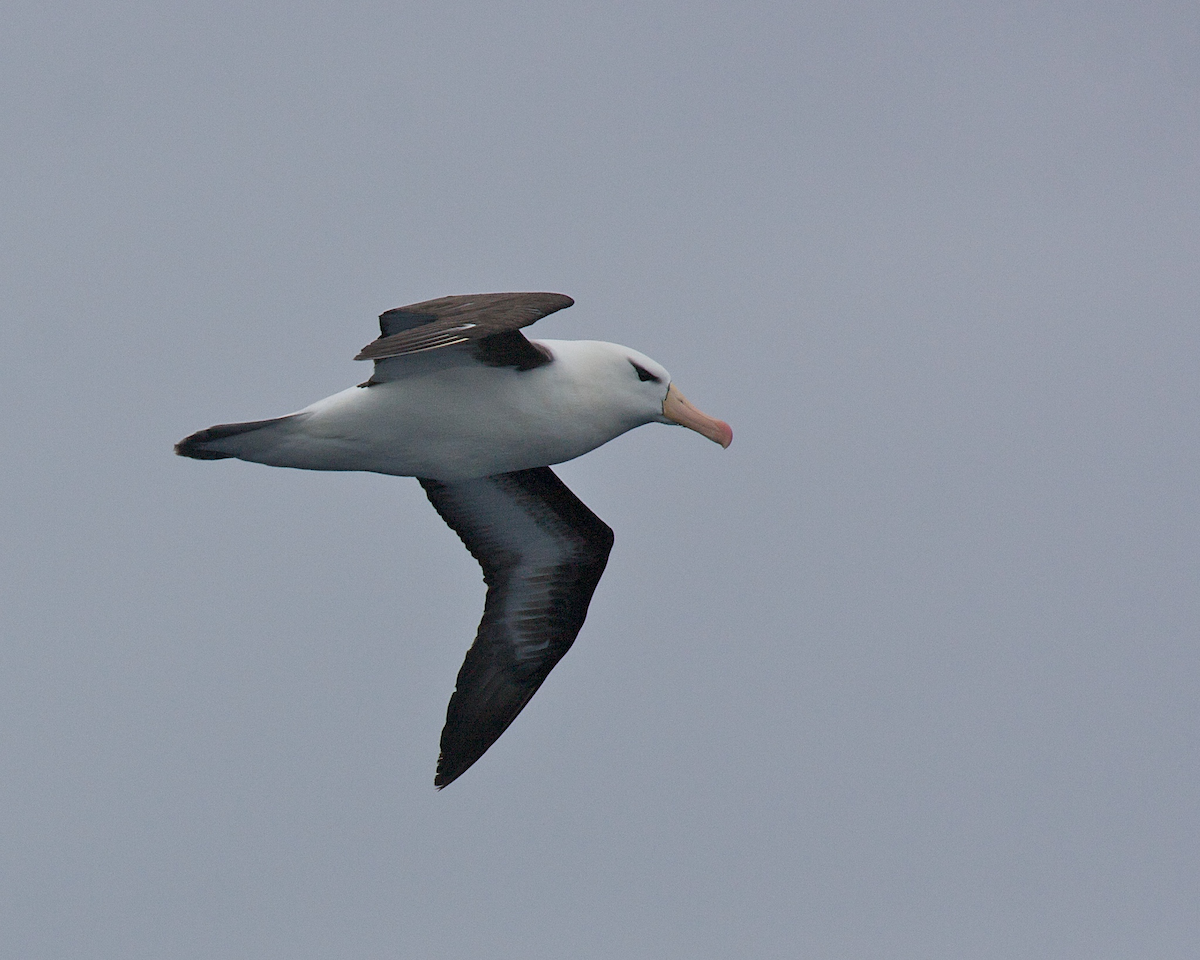 Black-browed Albatross - Robert Tizard