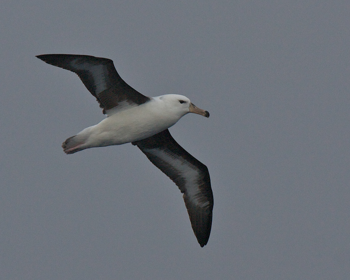Black-browed Albatross - Robert Tizard