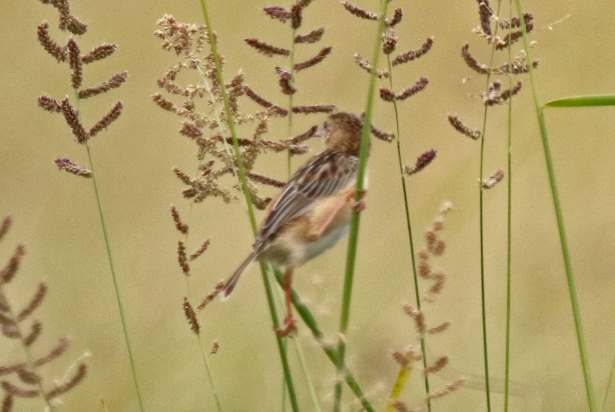 Desert Cisticola - Joan and/or George Sims