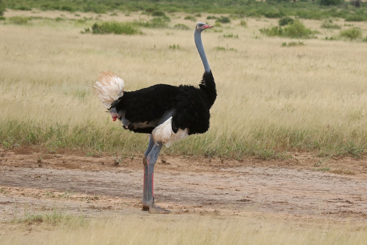 Somali Ostrich - ML106827201