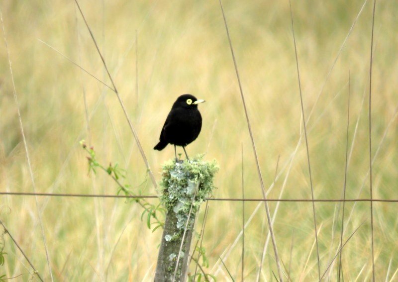 Spectacled Tyrant - ML106827221