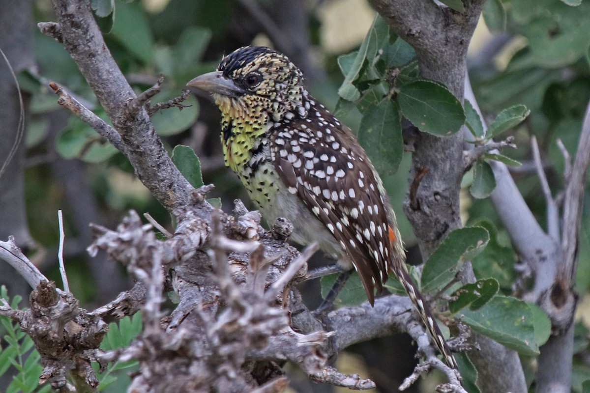 D'Arnaud's Barbet - Joan and/or George Sims