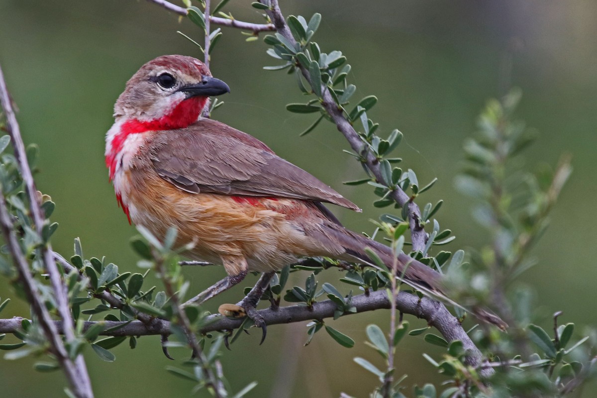 Rosy-patched Bushshrike - Joan and/or George Sims