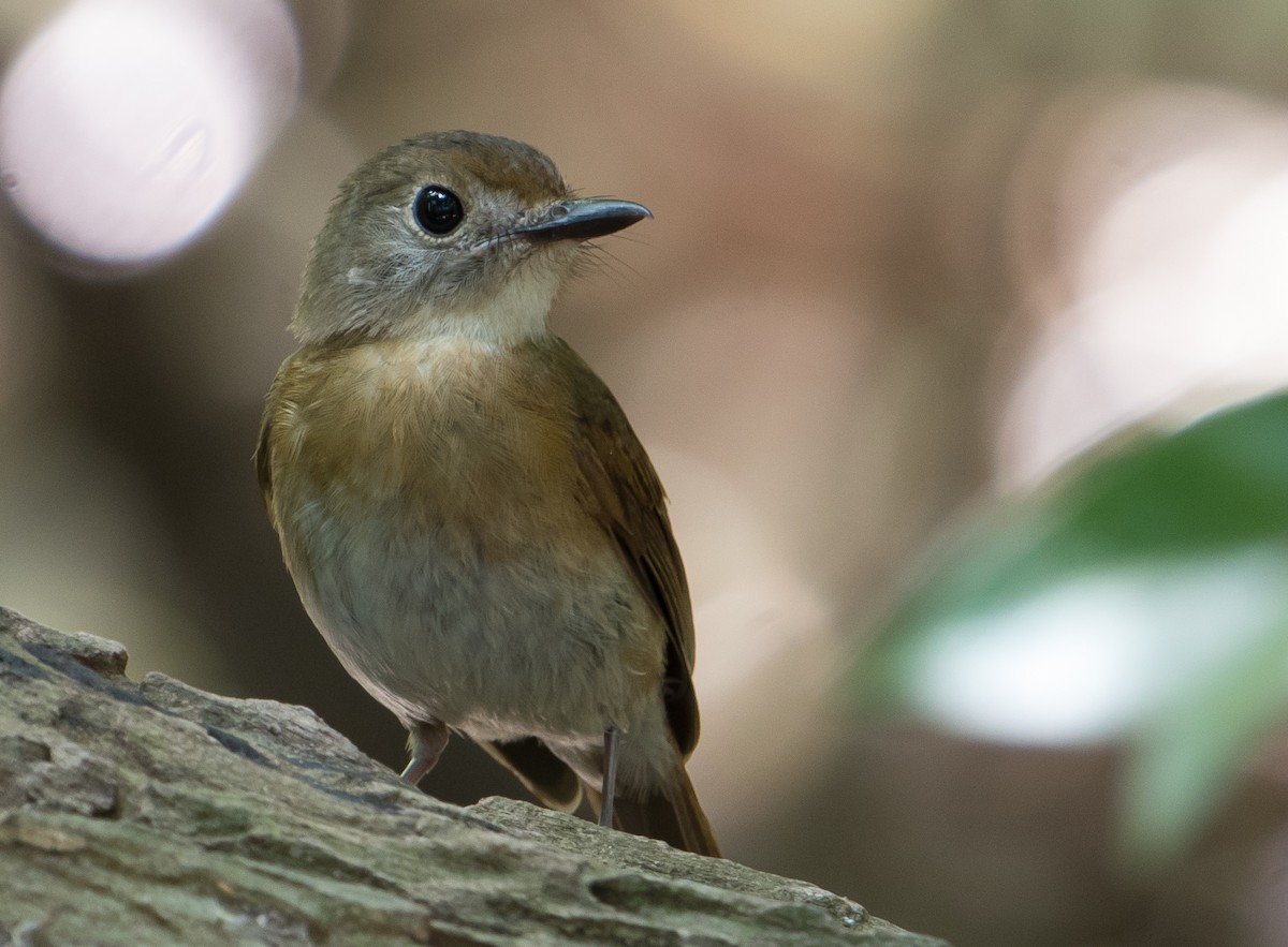 Fulvous-chested Jungle Flycatcher - ML106829481
