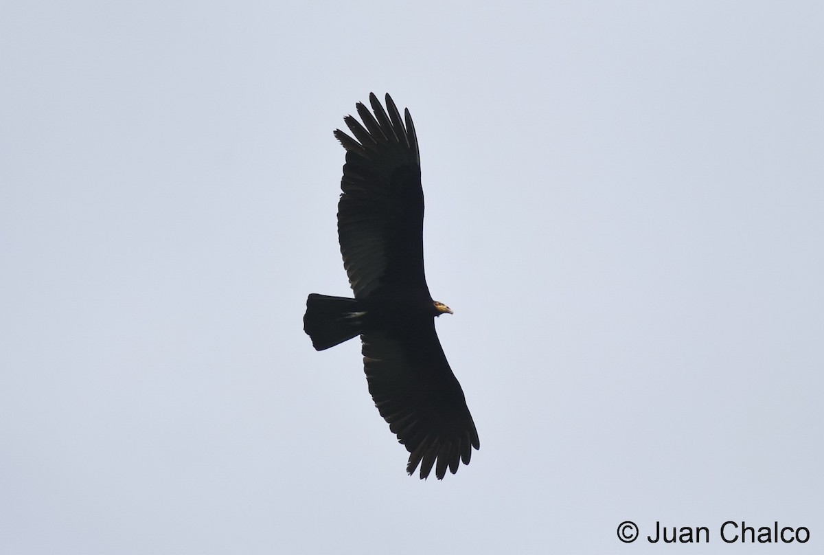 Greater Yellow-headed Vulture - Juan José Chalco Luna