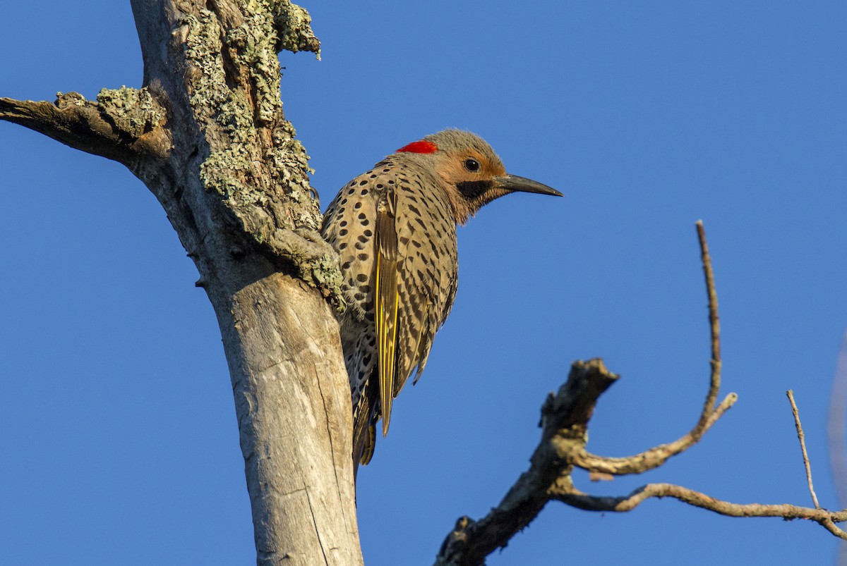 Northern Flicker (Yellow-shafted) - MELISSA  SOVAY