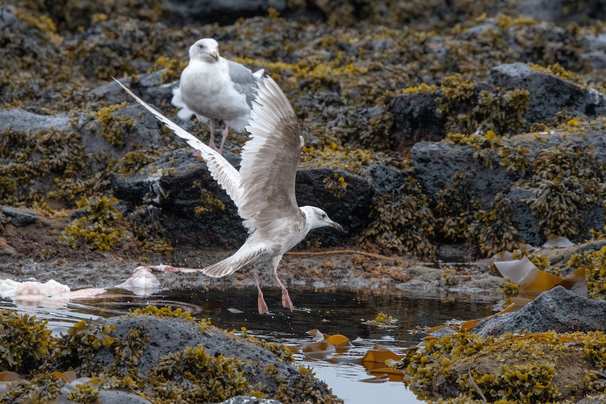 Herring/Iceland Gull - William Higgins