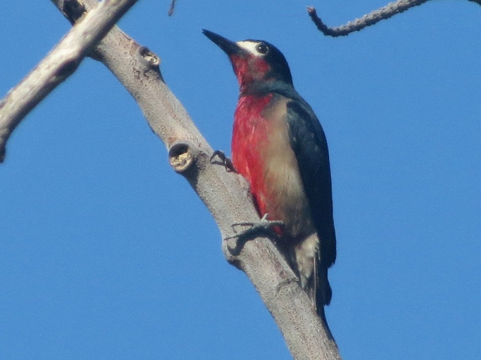Puerto Rican Woodpecker - Allen Lewis
