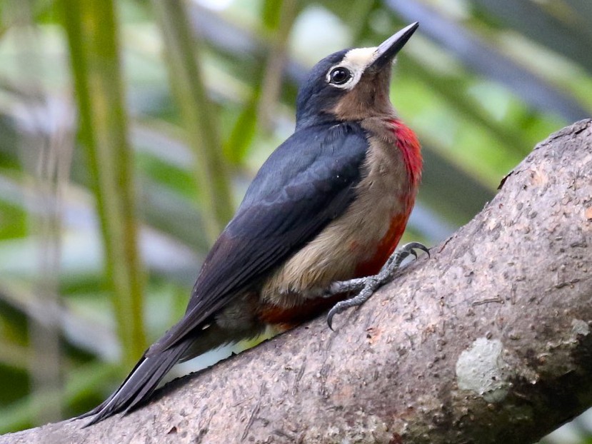Puerto Rican Woodpecker - Knut Hansen