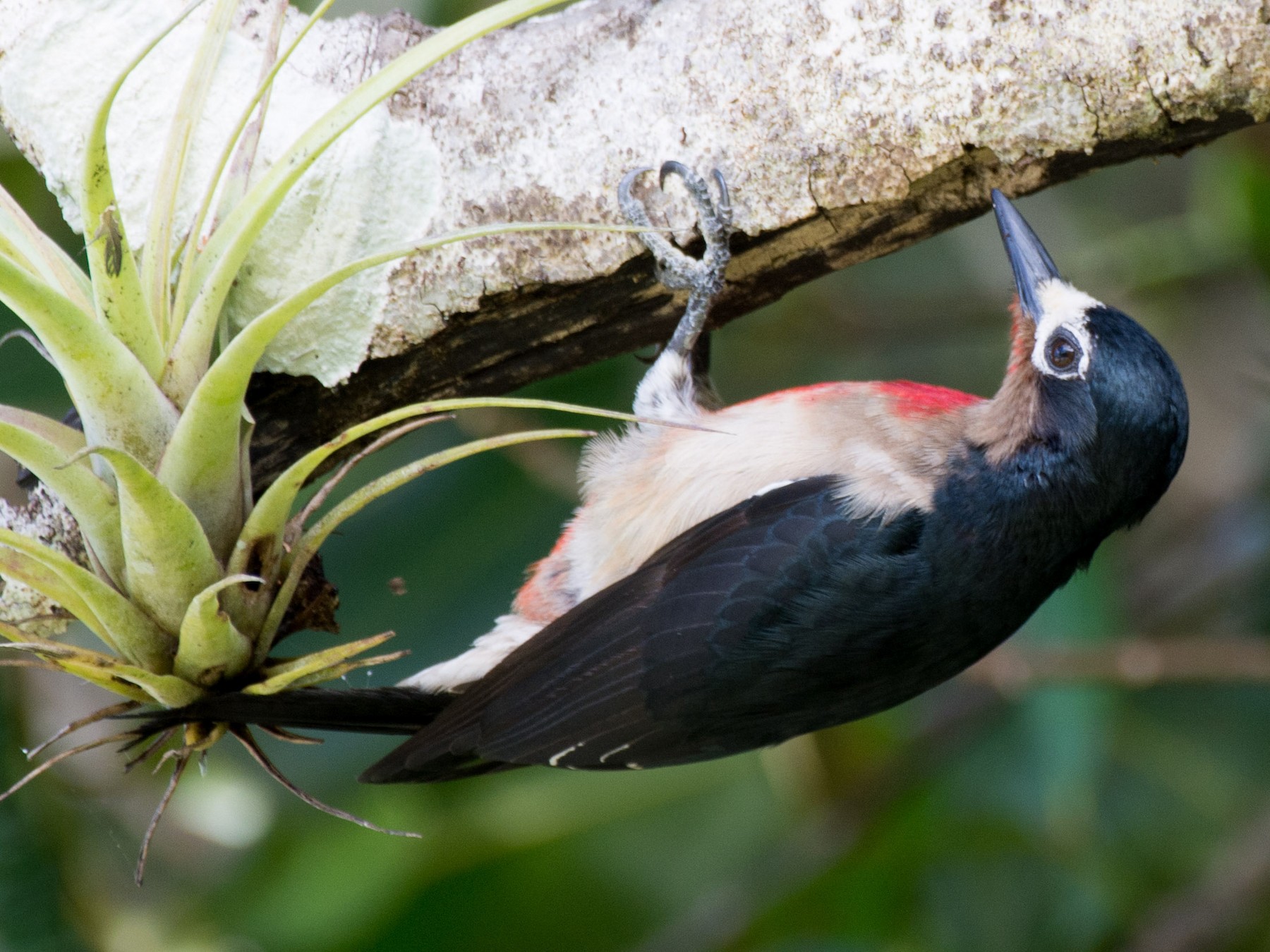 Puerto Rican Woodpecker - Marc Kramer (Birding by Bus)