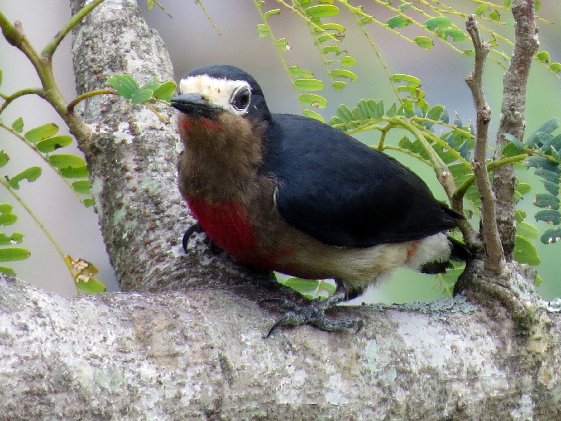 Puerto Rican Woodpecker - Mayte Torres