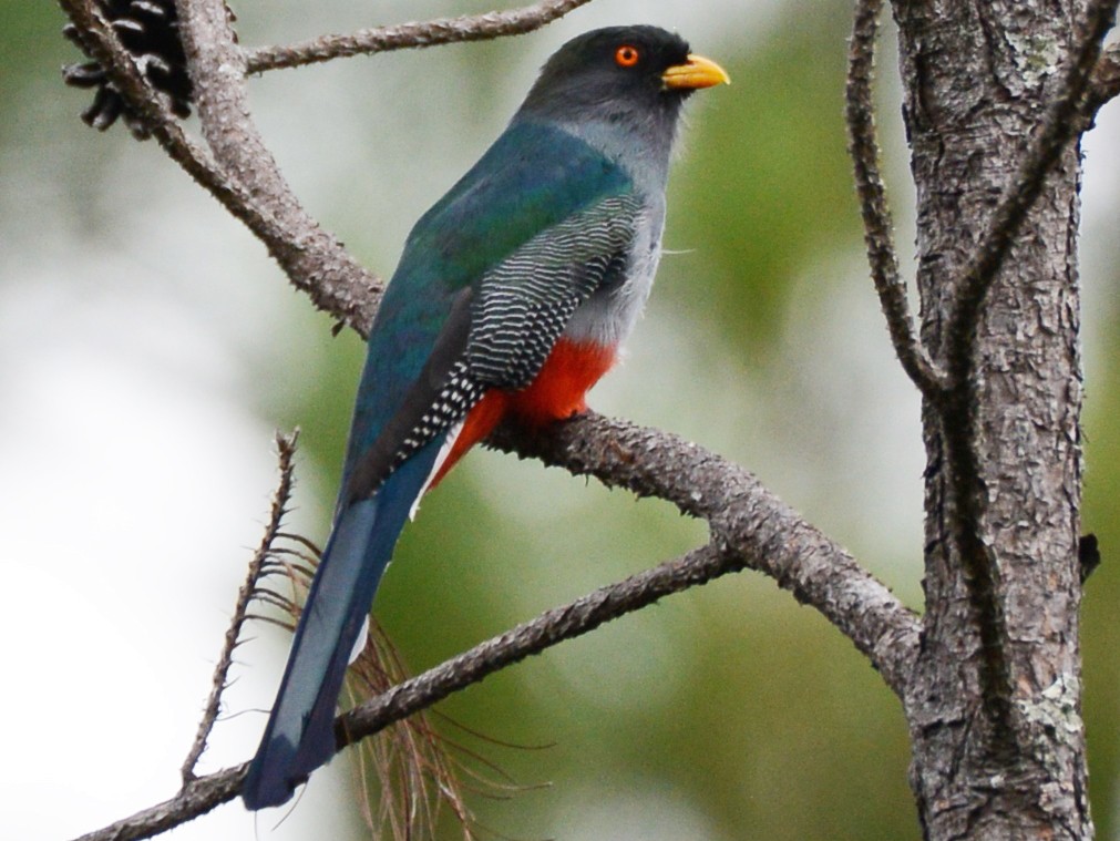 Hispaniolan Trogon Priotelus Roseigaster Birds Of The World