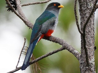  - Hispaniolan Trogon