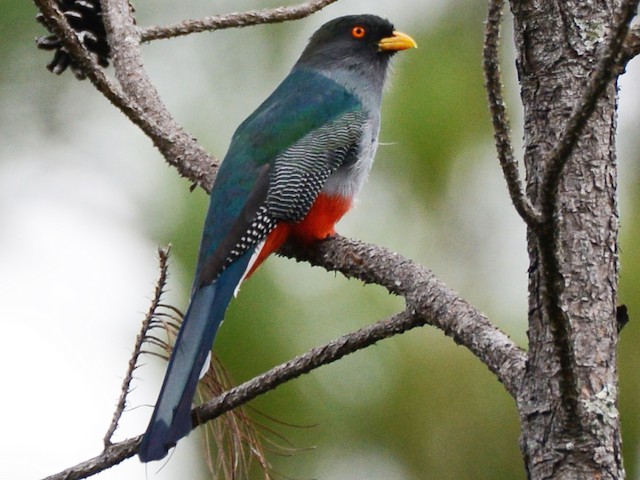 Male - Hispaniolan Trogon - 