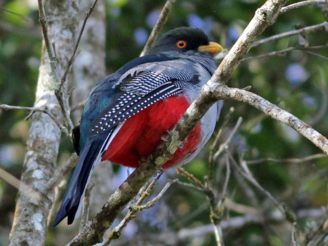 Male - Hispaniolan Trogon - 