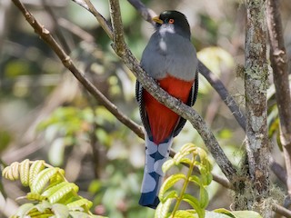  - Hispaniolan Trogon