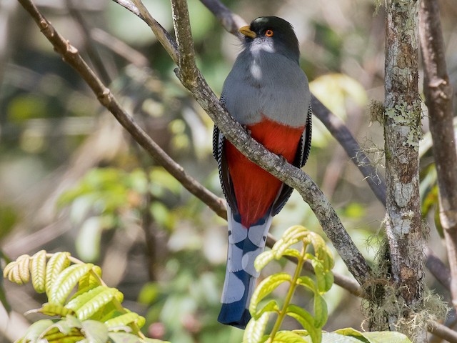 Male - Hispaniolan Trogon - 