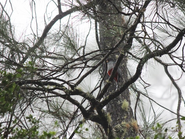 Female - Hispaniolan Trogon - 